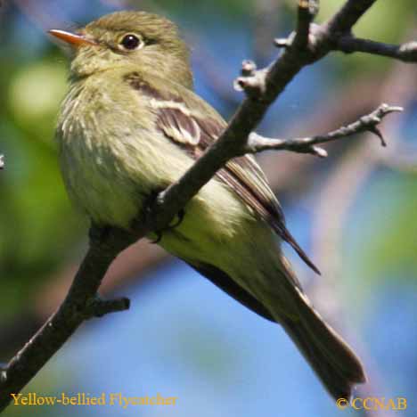 Yellow-bellied Flycatcher