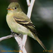 Yellow-bellied Flycatcher range map