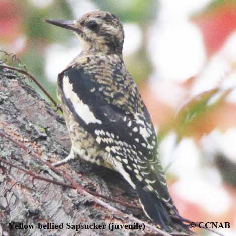 Yellow-bellied Sapsucker