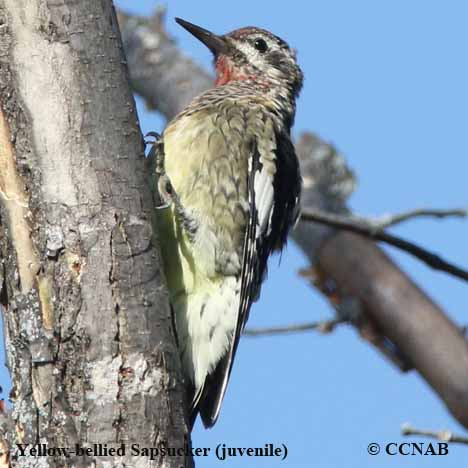 Yellow-bellied Sapsucker