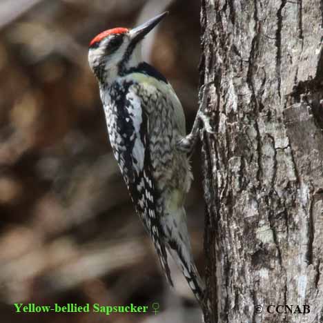 Yellow-bellied Sapsucker