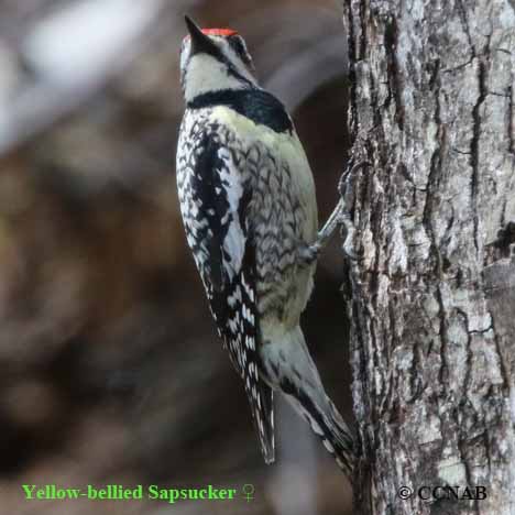 Yellow-bellied Sapsucker