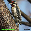 Yellow-bellied Sapsucker range map