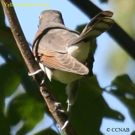 Yellow-billed Cuckoo