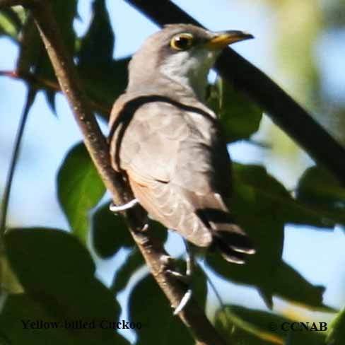 Yellow-billed Cuckoo