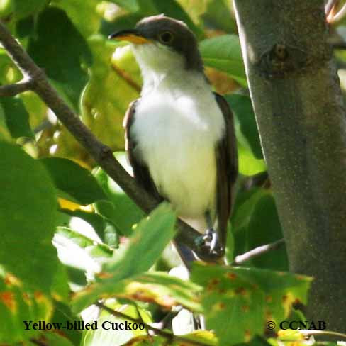 Yellow-billed Cuckoo