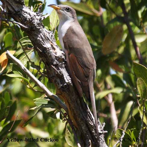 Yellow-billed Cuckoo