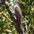 Yellow-billed Cuckoo range map