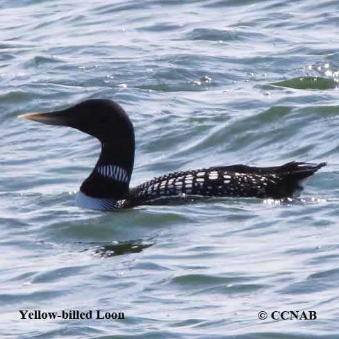 Yellow-billed Loon