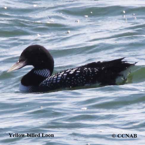 Yellow-billed Loon