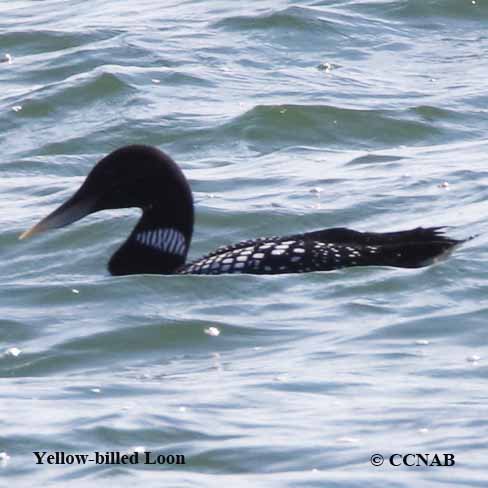 Birds of North America