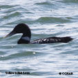 Yellow-billed Loon range map