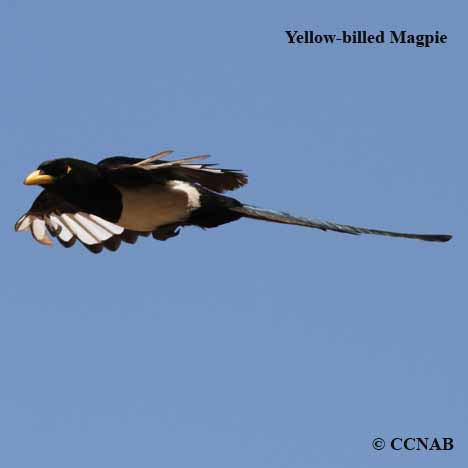 Yellow-billed Magpie