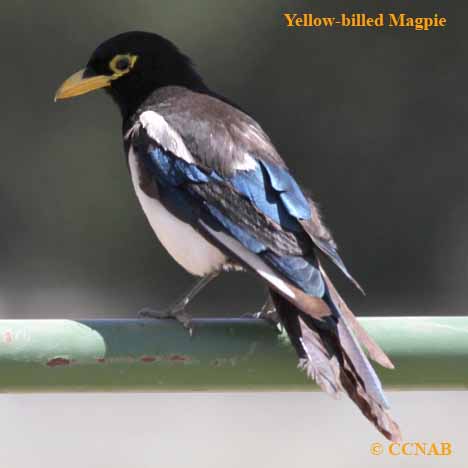 Yellow-billed Magpie