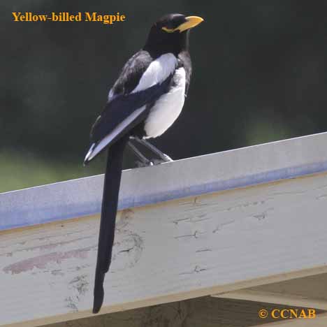 Yellow-billed Magpie