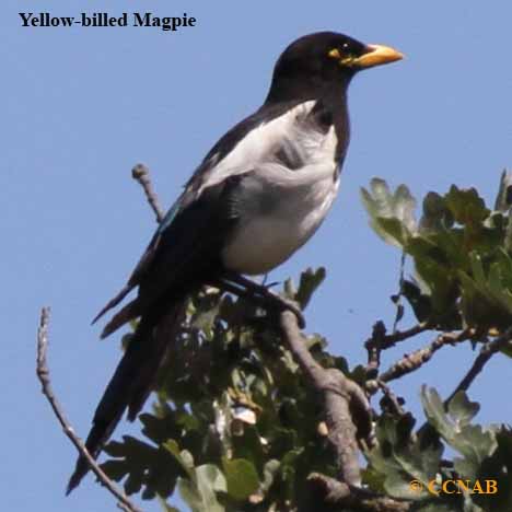 Yellow-billed Magpie