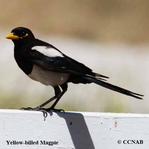 Yellow-billed Magpie