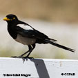 Yellow-billed Magpie range map