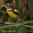 Yellow-breasted Bunting range map