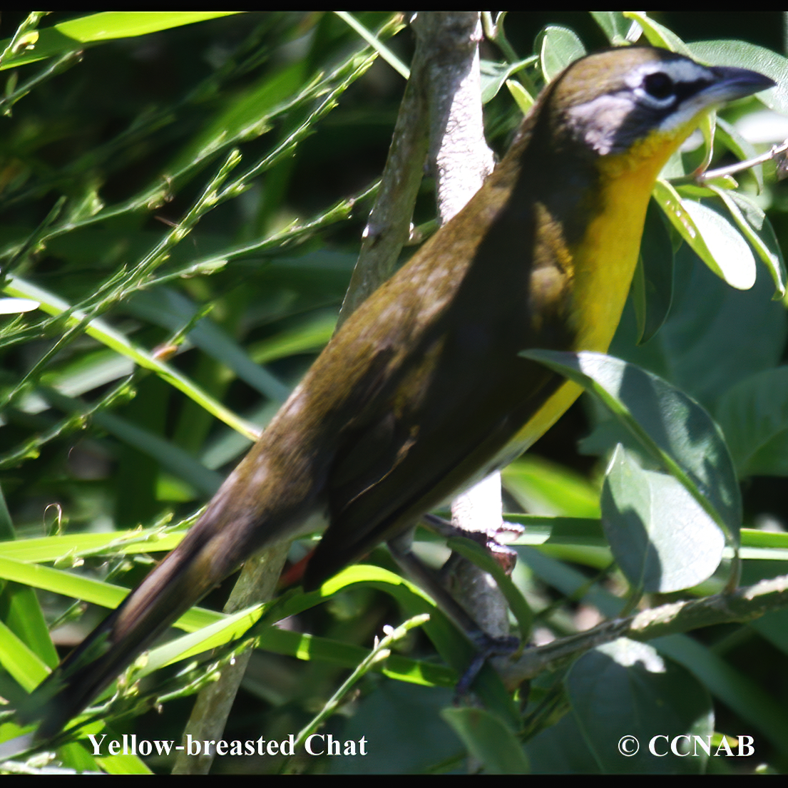 Yellow-breasted Chat