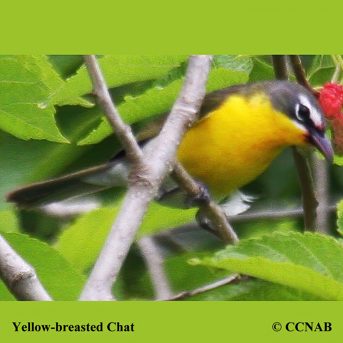 Yellow-breasted Chat