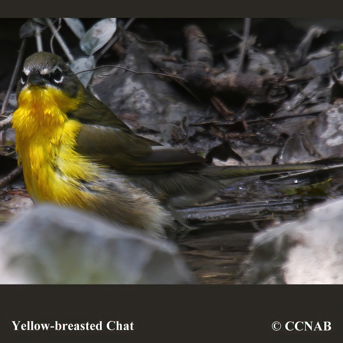 Yellow-breasted Chat