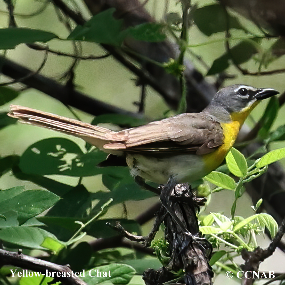 Birds of North America