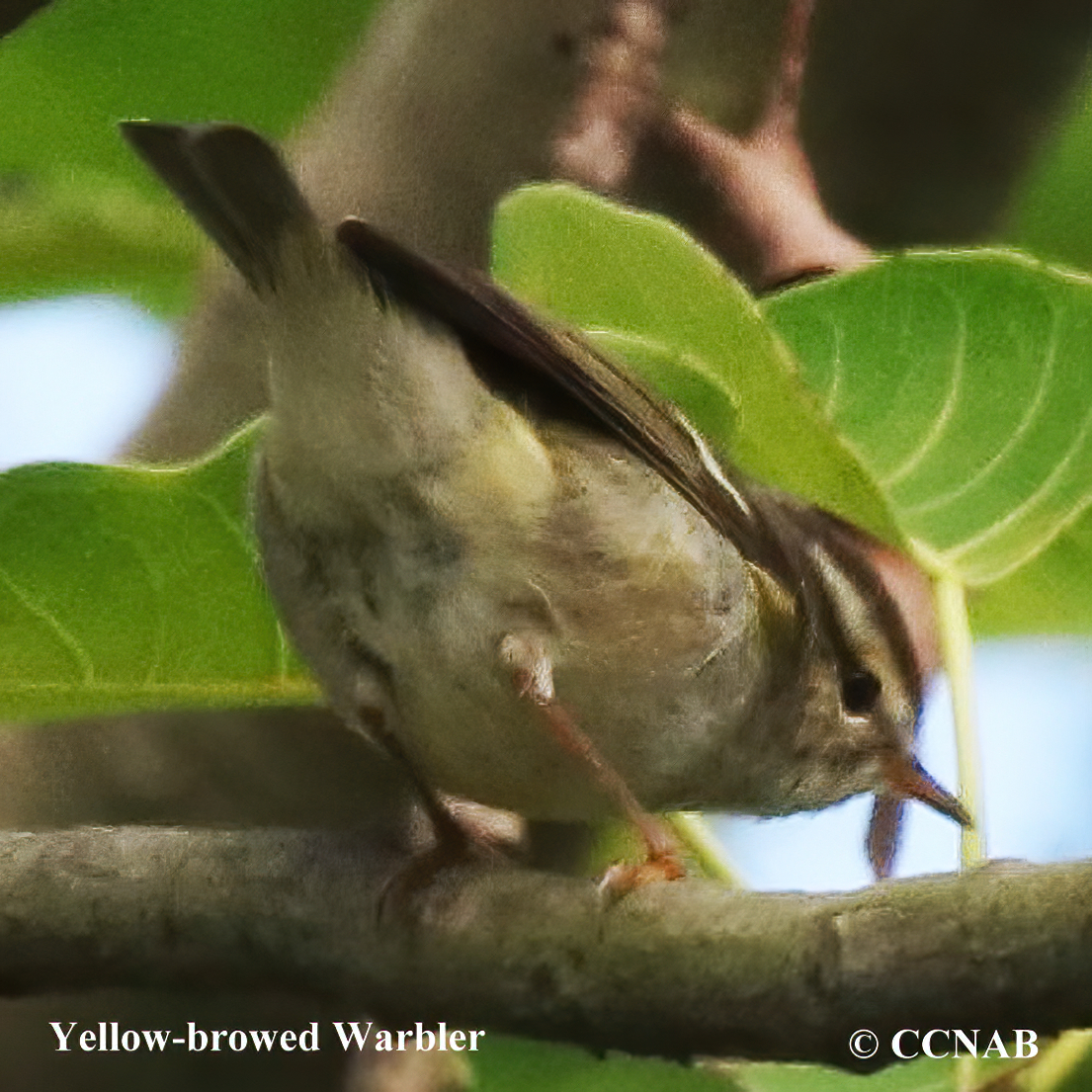 Yellow-browed Warbler