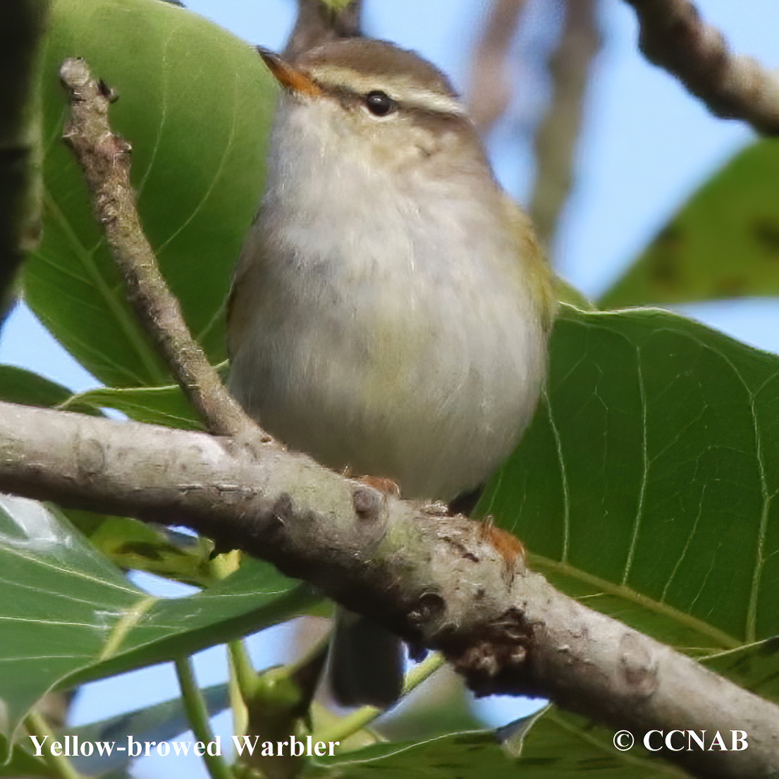 Yellow-browed Warbler