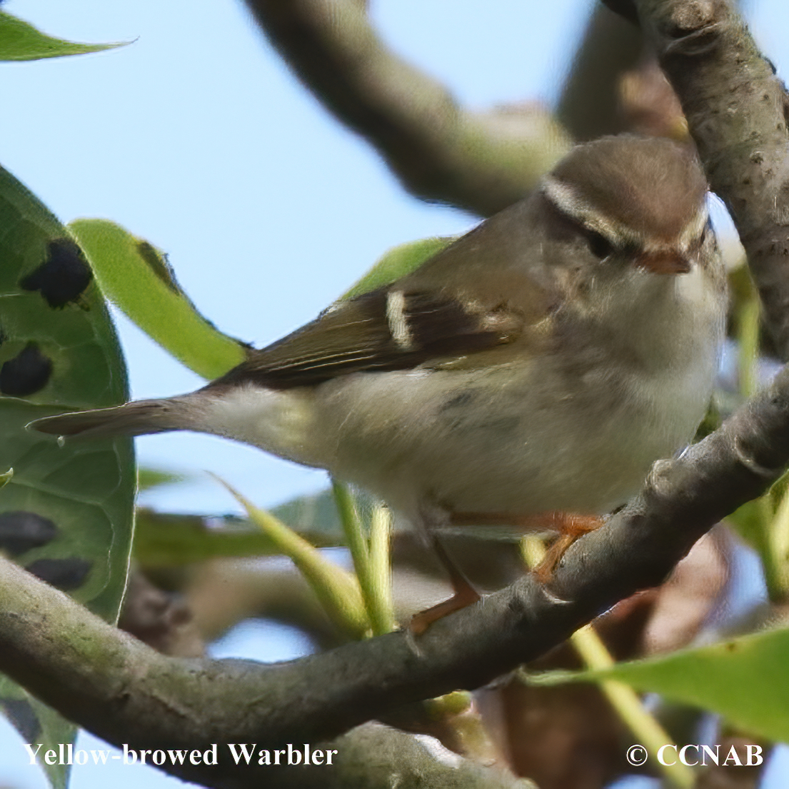 Yellow-browed Warbler