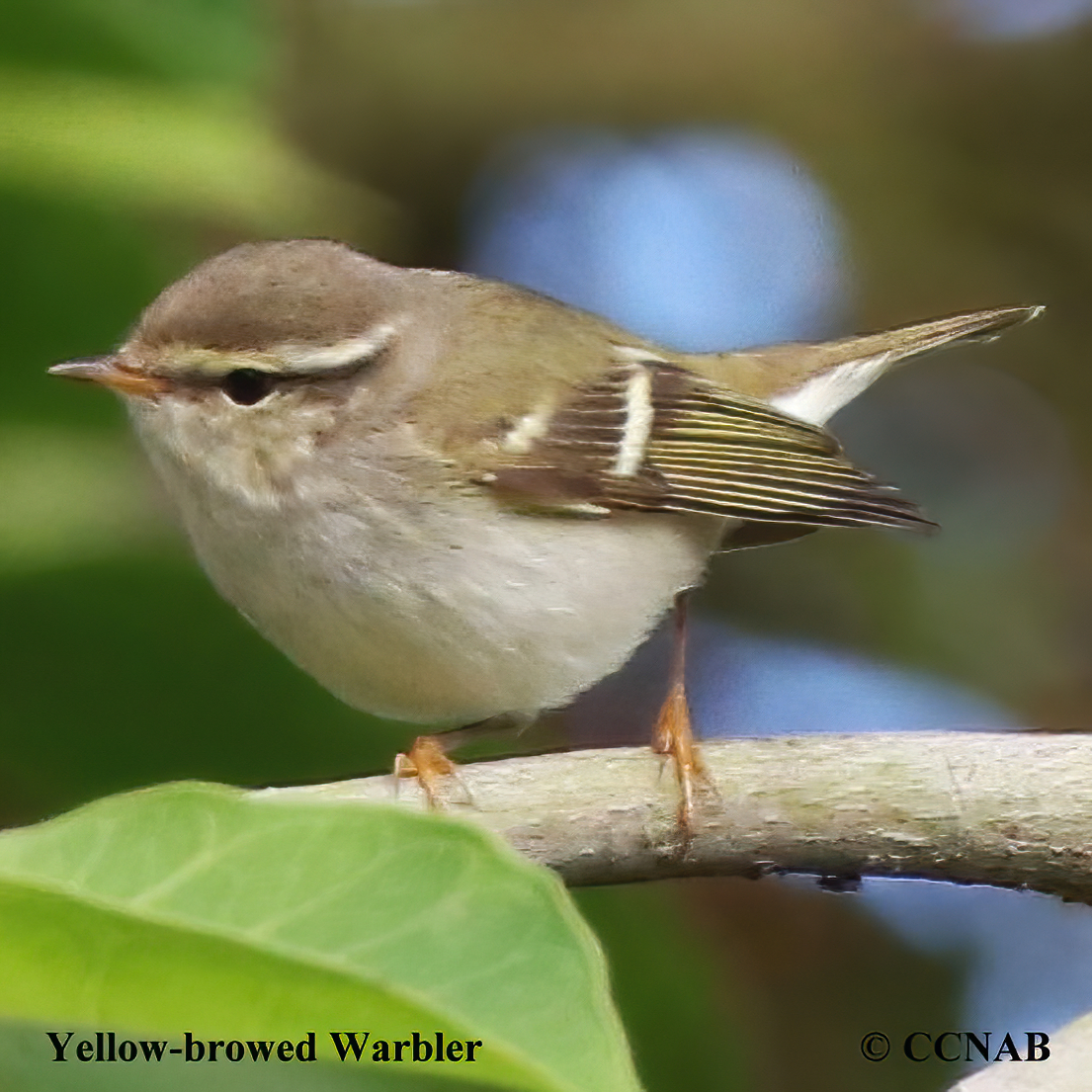 Yellow-browed Warbler