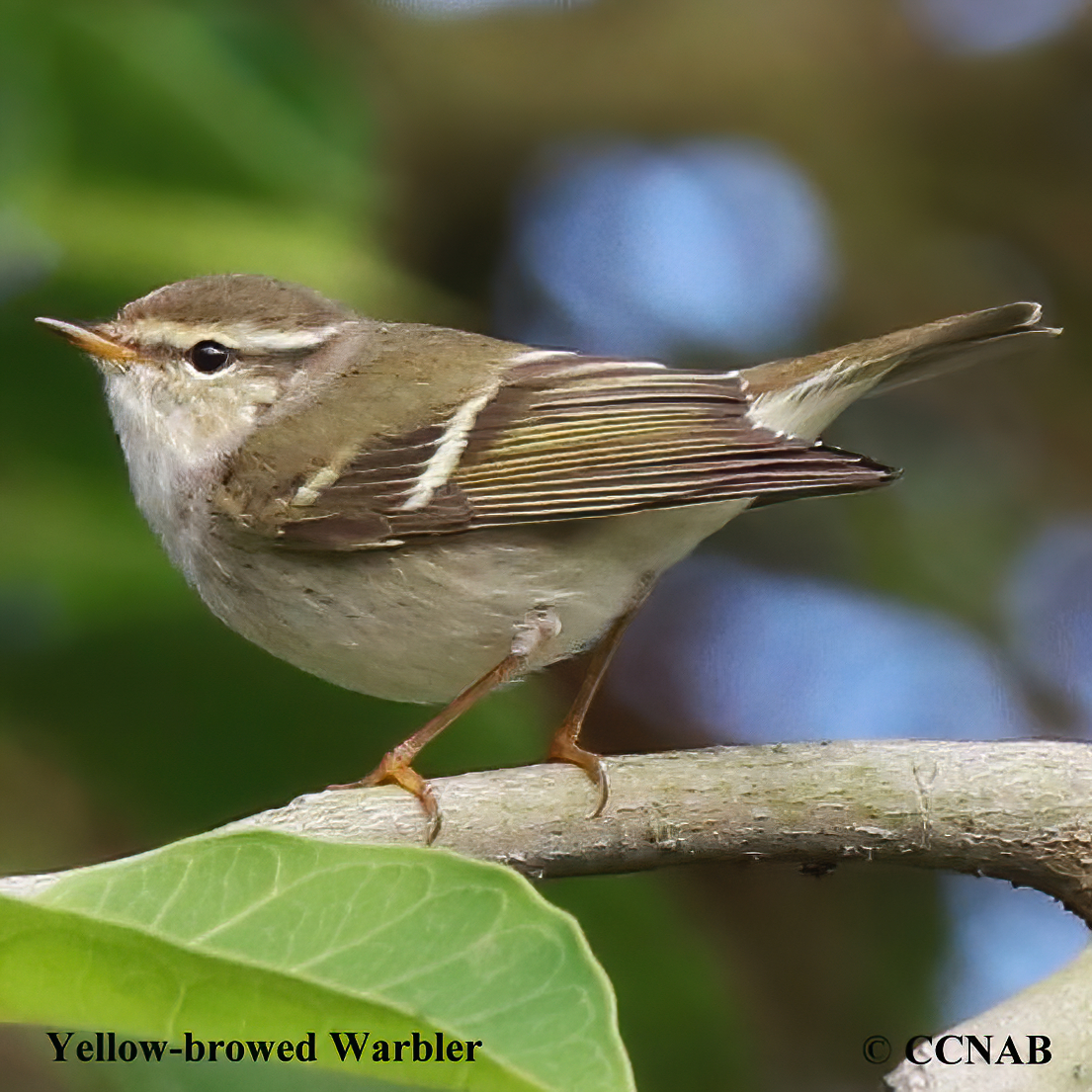 Yellow-browed Warbler