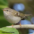 Yellow-browed Warbler