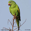 Yellow-chevroned Parakeet range map