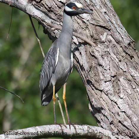 Yellow-crowned Night-Heron