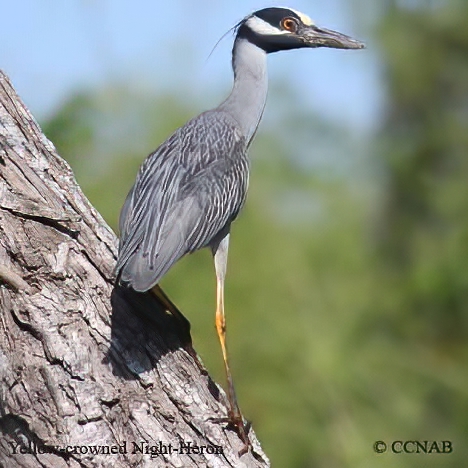 Yellow-crowned Night-Heron