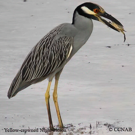 Yellow-crowned Night-Heron