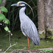 Yellow-crowned Night-Heron range map