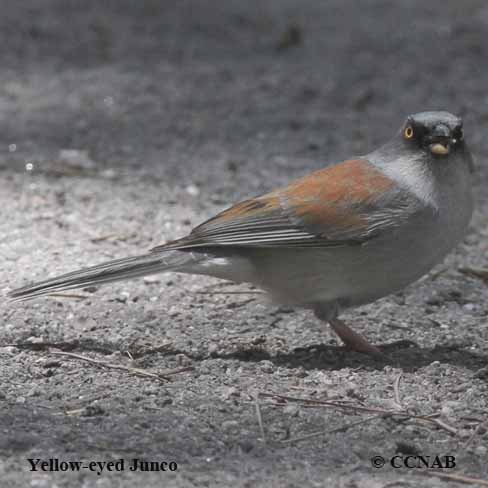 Yellow-eyed Junco