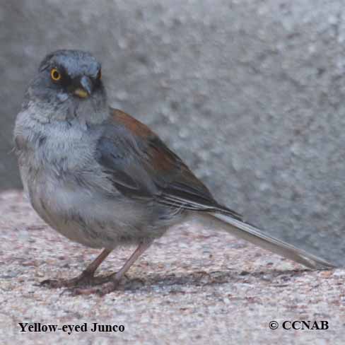 Yellow-eyed Junco