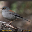 Yellow-eyed Junco range map