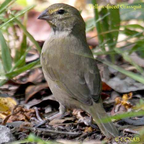 Yellow-faced Grassquit