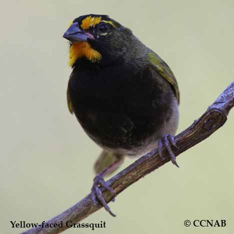 Yellow-faced Grassquit