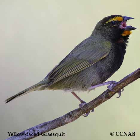 Yellow-faced Grassquit