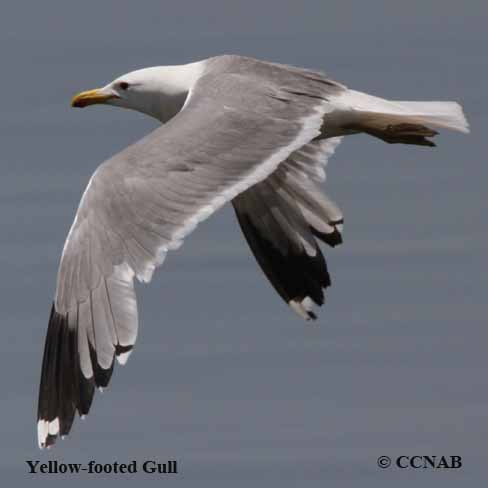 Yellow-footed Gull