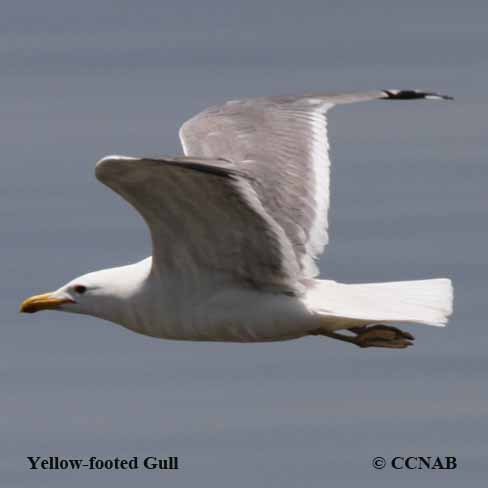 Yellow-footed Gull