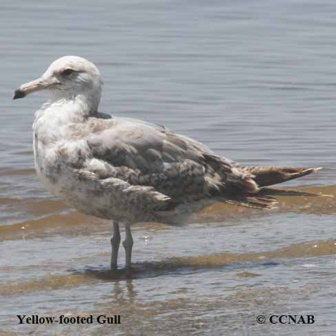 Yellow-footed Gull