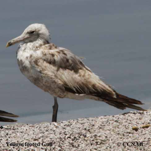 Yellow-footed Gull