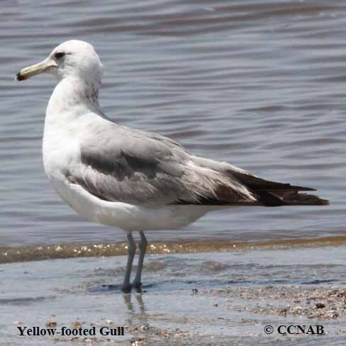 Yellow-footed Gull