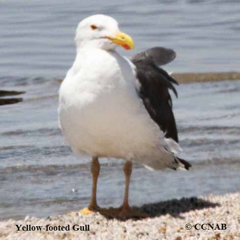 Yellow-footed Gull